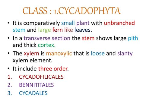 Classification of gymnosperm by chamberlain