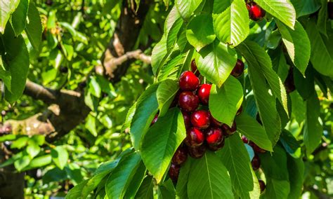 Cherry Plants