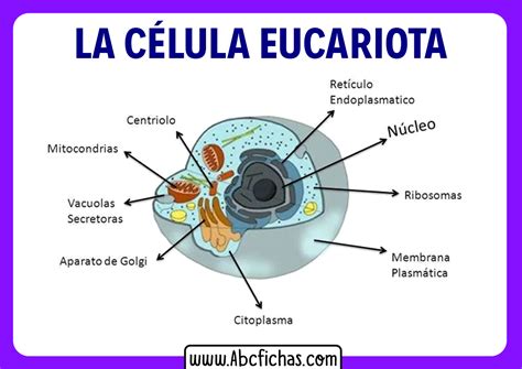 Partes de la celula eucariota animal - ABC Fichas