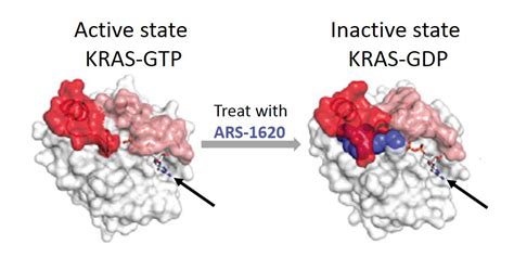 KRAS Targeted Cancer Strategy Shows Early Promise – NIH Director's Blog