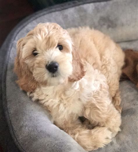 Labradoodle puppy - apricot Labradoodles | Labradoodle puppy, Puppies ...