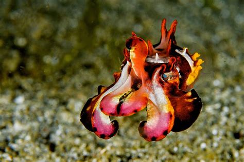 Flamboyant cuttlefish | Marine animals, Cuttlefish, Creatures