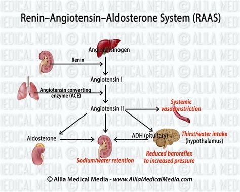 Top 137 + Angiotensin renin system animation - Lifewithvernonhoward.com