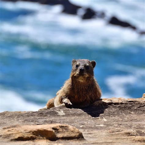 Rock Hyrax - Facts, Diet, Habitat & Pictures on Animalia.bio