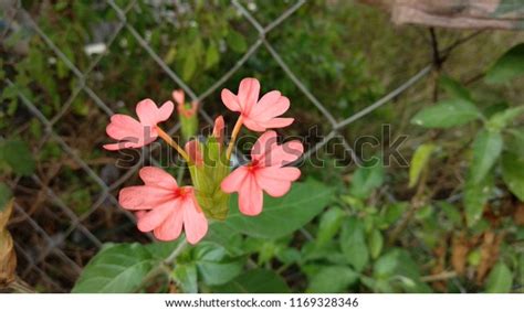 Aboli Flower Garden India Growing Stage Stock Photo 1169328346 ...