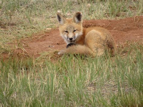 Wyoming Fact & Fiction - Neil A. Waring: Wyoming Wildlife Photography