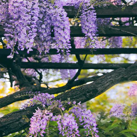 Wisteria Draped Trellis Photograph by Jessica Jenney | Fine Art America