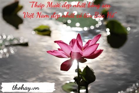 Tháp Mười Đẹp Nhất Bông Sen [Nội Dung Bài Ca Dao + Ý Nghĩa]