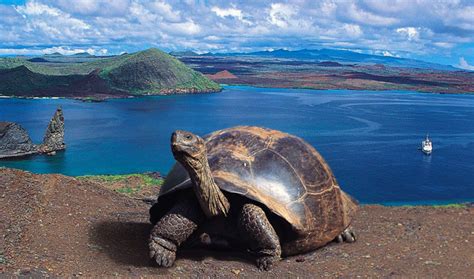 Galapagos Island - Ecuador