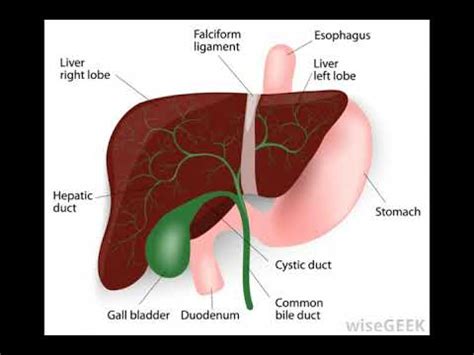 In Anatomy, what is a Lumen - YouTube