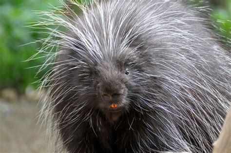 Facts About Porcupines | Live Science