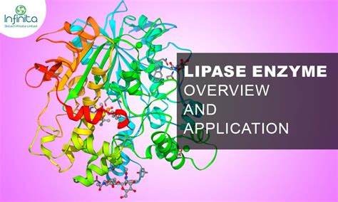 Lipase - Overview and Application of Lipase Enzyme