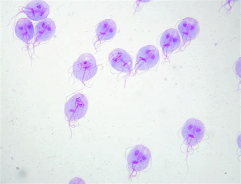 Giardia Lamblia Trophozoite Slide