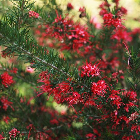 Noel Grevillea - Grevillea 'Noellii' | Western Star Nurseries