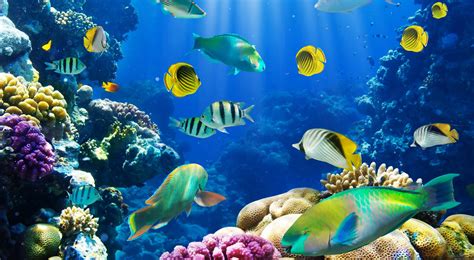 Marine Fish Wallpaper Hd