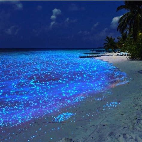 The sea of stars vaadhoo island maldives - broseller