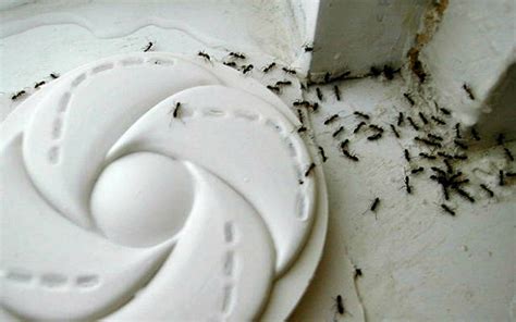 Top 10 Weird And Fun Facts About Ants! | Always Learning!