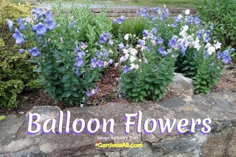 Balloon Flowers Seeds at Jackie Alonso blog