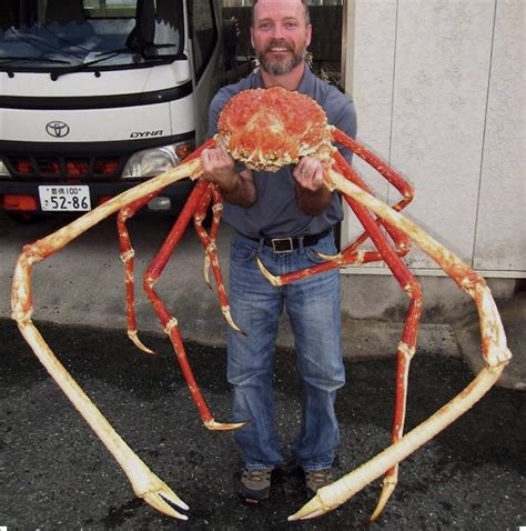 The Japanese spider crab is the largest crab in the world. With a leg ...