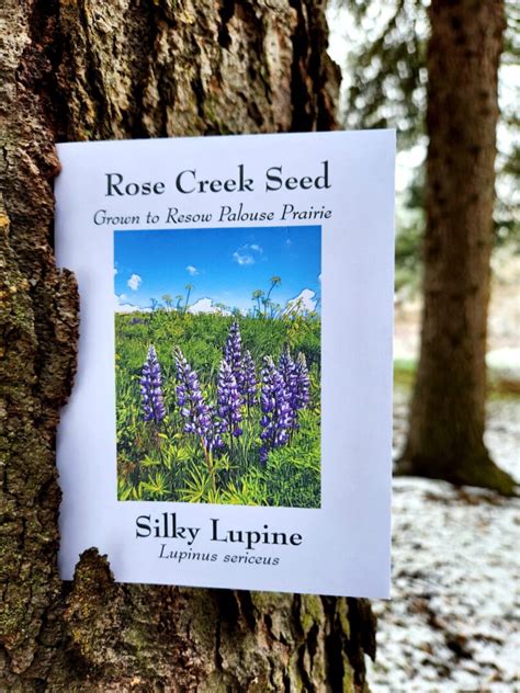 Rose Creek LUPINUS SERICEUS, Blue (Silky) Lupine seeds | Plants of the Wild