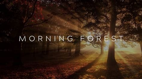 RELAXING MORNING FOREST SOUNDS for sleep, focus, study and meditationㅣ ...