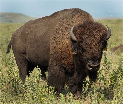 K-State researchers study impact of bison on Flint Hills grasslands