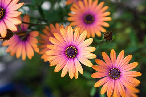 Orange and Purple Daisys | Kellogg Garden Organics™