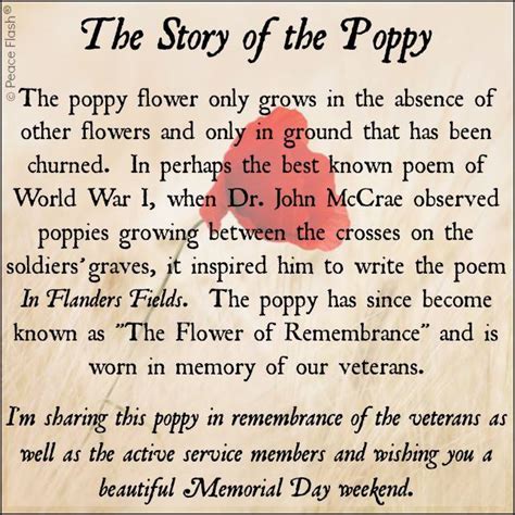 The story of the remembrance poppy - aavirt