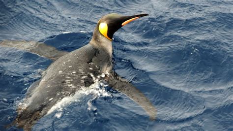 Subantarctic Wildlife - South Sandwich/South Orkney/South Shetland ...