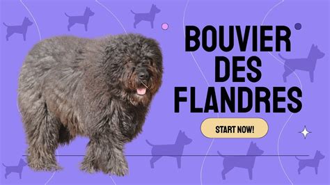 Bouvier des Flandres Ultimate Guide: Care, Training & Breed Facts - YouTube