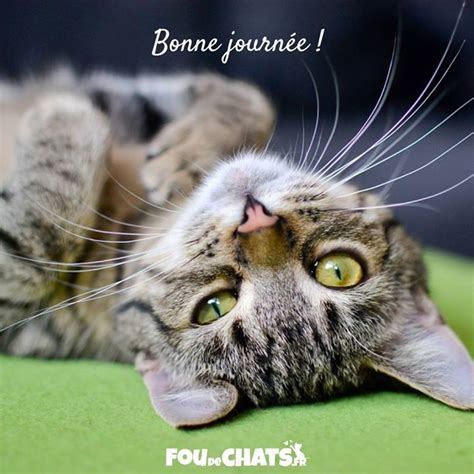 Bonne journée ! #chat #chats #foudechats #amoureuxdeschats # ...