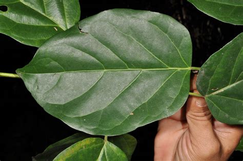 Cordia plant1 (Cordiaceae) image 63727 at PhytoImages.siu.edu