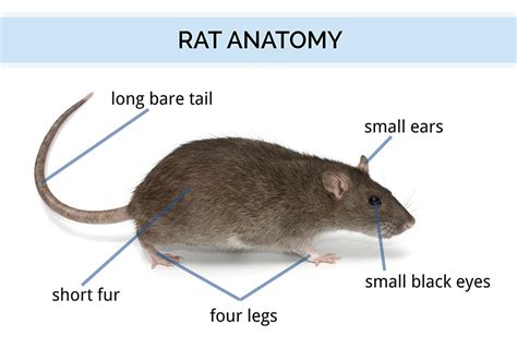 All About Rats | Types of Rats, Loctaions, and History | Rat Facts & More