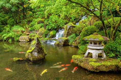 Portland Japanese Garden Pond With Koi Fish Carp Stock Photo - Download ...