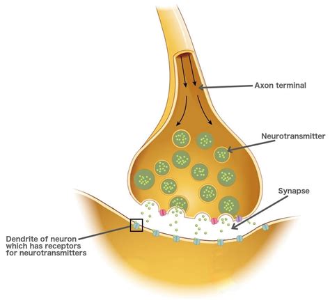 What Is A Synapse? What Is A Neurotransmitter? How Do They Work?