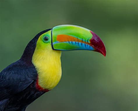 50 Surprising Toucan Facts To Brighten Up Your Life | Facts.net