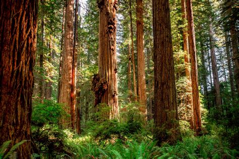 Jedediah Smith Redwoods (Helpful Guide + Photos) 2022