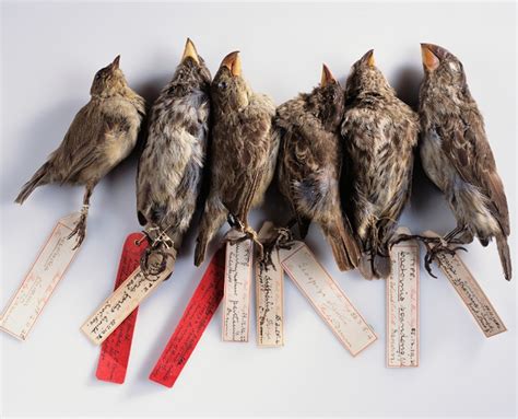 Are Darwin's Finches One Species or Many? | Discover Magazine