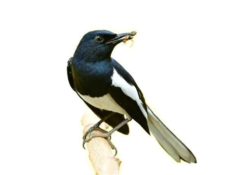 Do Birds Eat Ants? (Complete Guide) | Birdfact