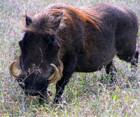 Warthog Pictures of Their Tusks That Come In All Shapes and Sizes