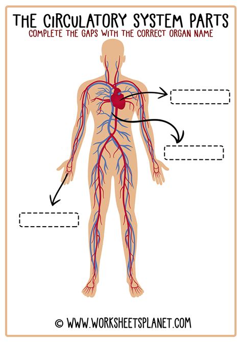 Circulatory System Labelled Diagram