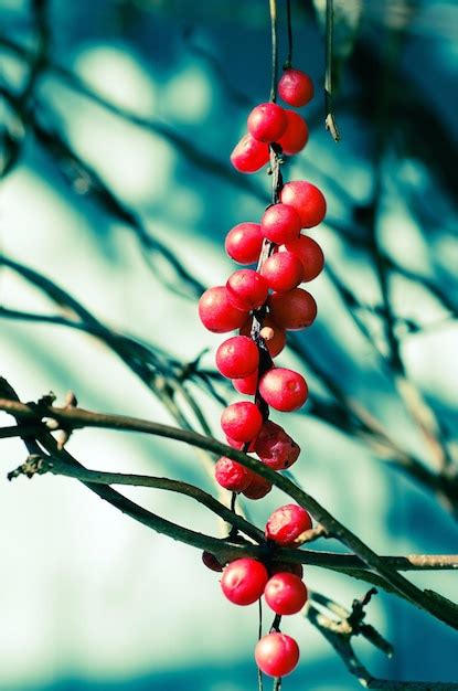 Premium Photo | Schisandra berries