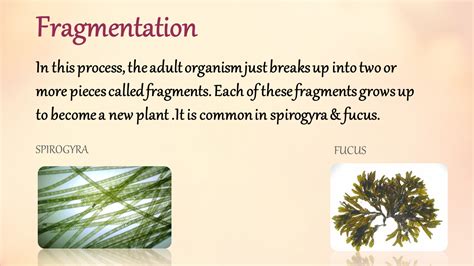 Reproduction in plants - Presentation Biology