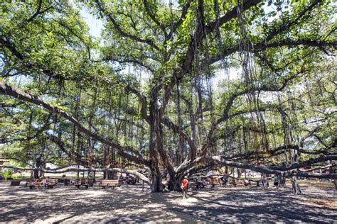 The Banyan Tree - Lahaina | Only In Hawaii