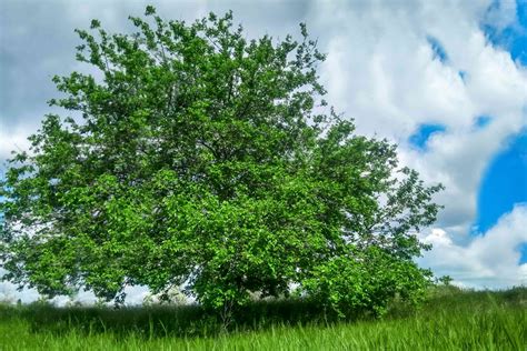 Mulberry Tree: Plant Care & Growing Guide