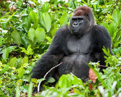 Western Lownland Gorillas - Congo gorilla safaris , congo safaris