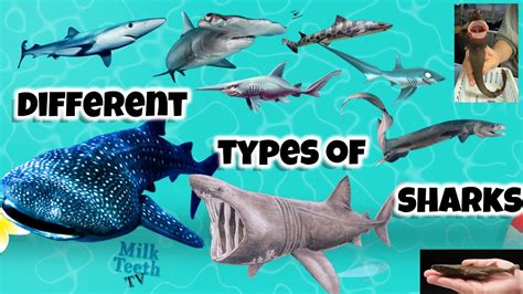 Types Of Sharks