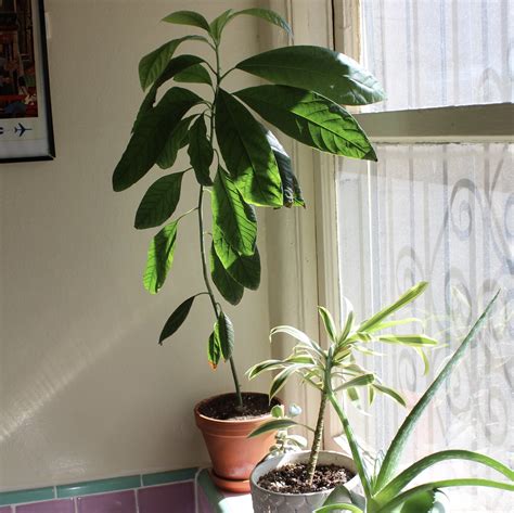 How to grow an avocado tree from seed (with photos) — salt n sprinkles