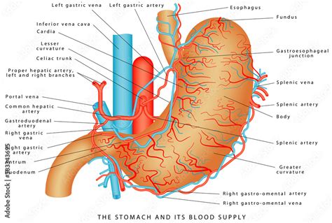 The Stomach and its Blood Supply. Stomach Vasculature. Stomach anatomy ...