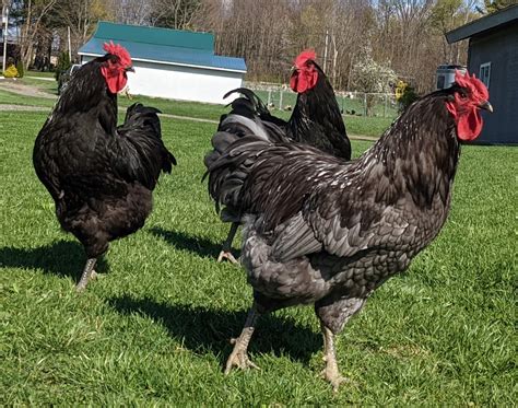 Jersey Giant Chicken - The Livestock Conservancy